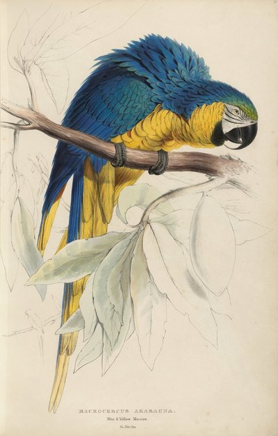 Illustrationen der Familie der Psittacidae oder Papageien, Tafel 8 von Edward Lear